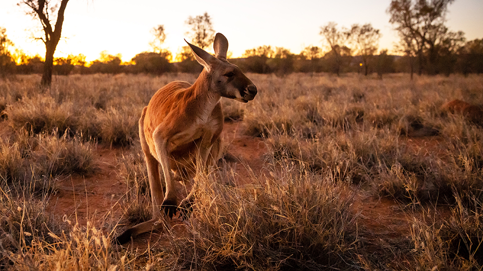 Best of Australia's Northern Territory: kangaroo in the bush